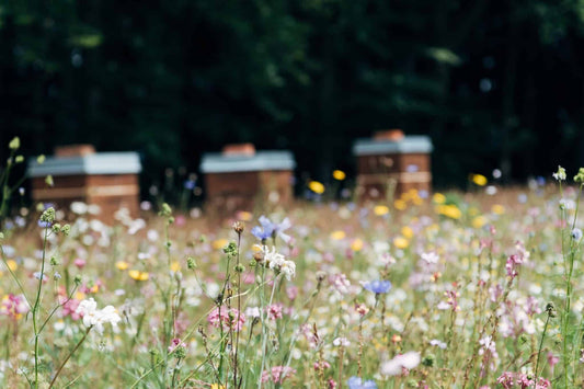 Guest Post by Tiffany Duong of Ecowatch, Here’s Everything You Need to Know About Saving the Bees