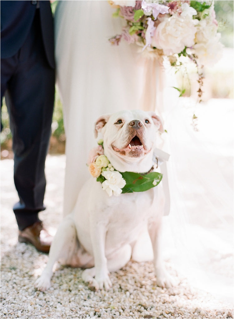 Meaningful Ways Dogs Have Been a Part of Real Colonial House of Flowers Weddings