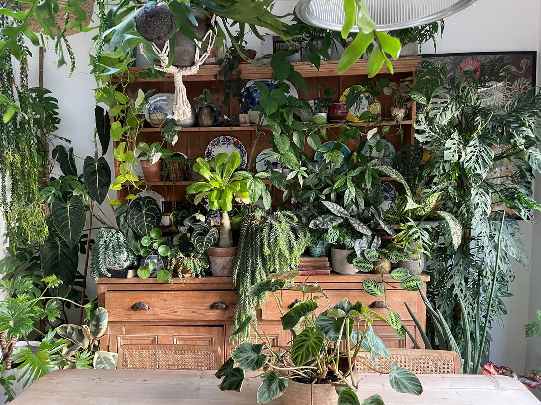 Houseplants are your new best friends. Find out where to find them in Atlanta.