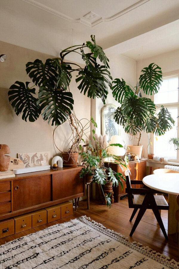 How To Care For Your Swiss Cheese Plant aka Monstera