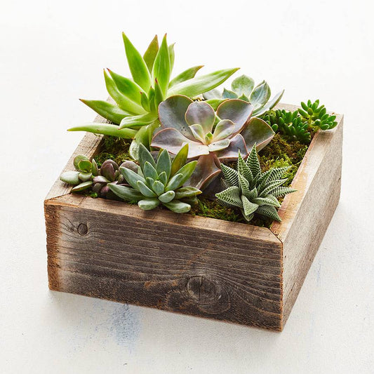 Thoughtful Employee Gifting: Elevating The Workplace Spirit With Plants