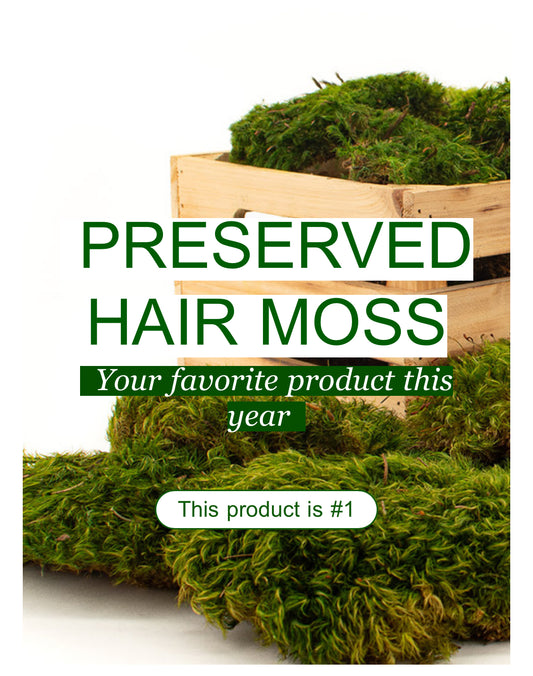 Preserved Green Hair Moss