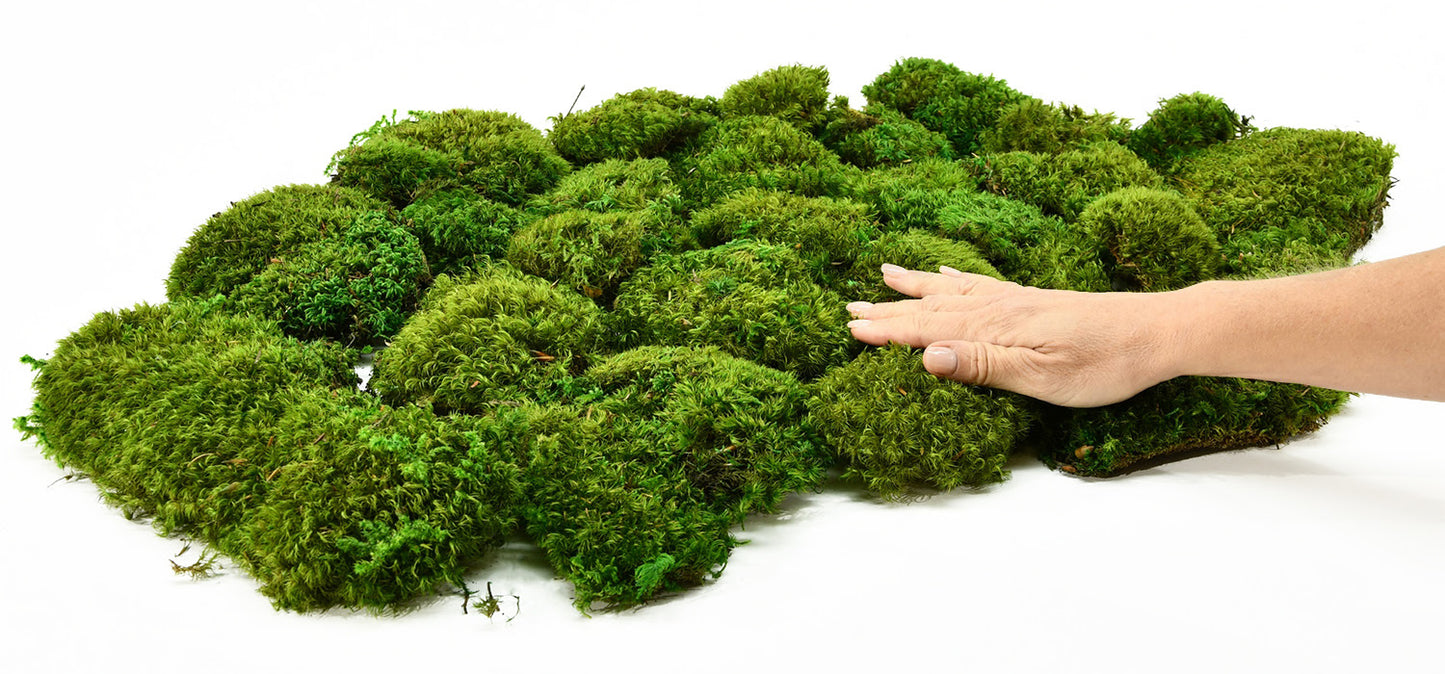 a hand touching green moss 