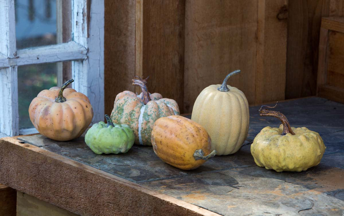 Miniature Pumpkins Collection, Set of 6, Assorted Styles