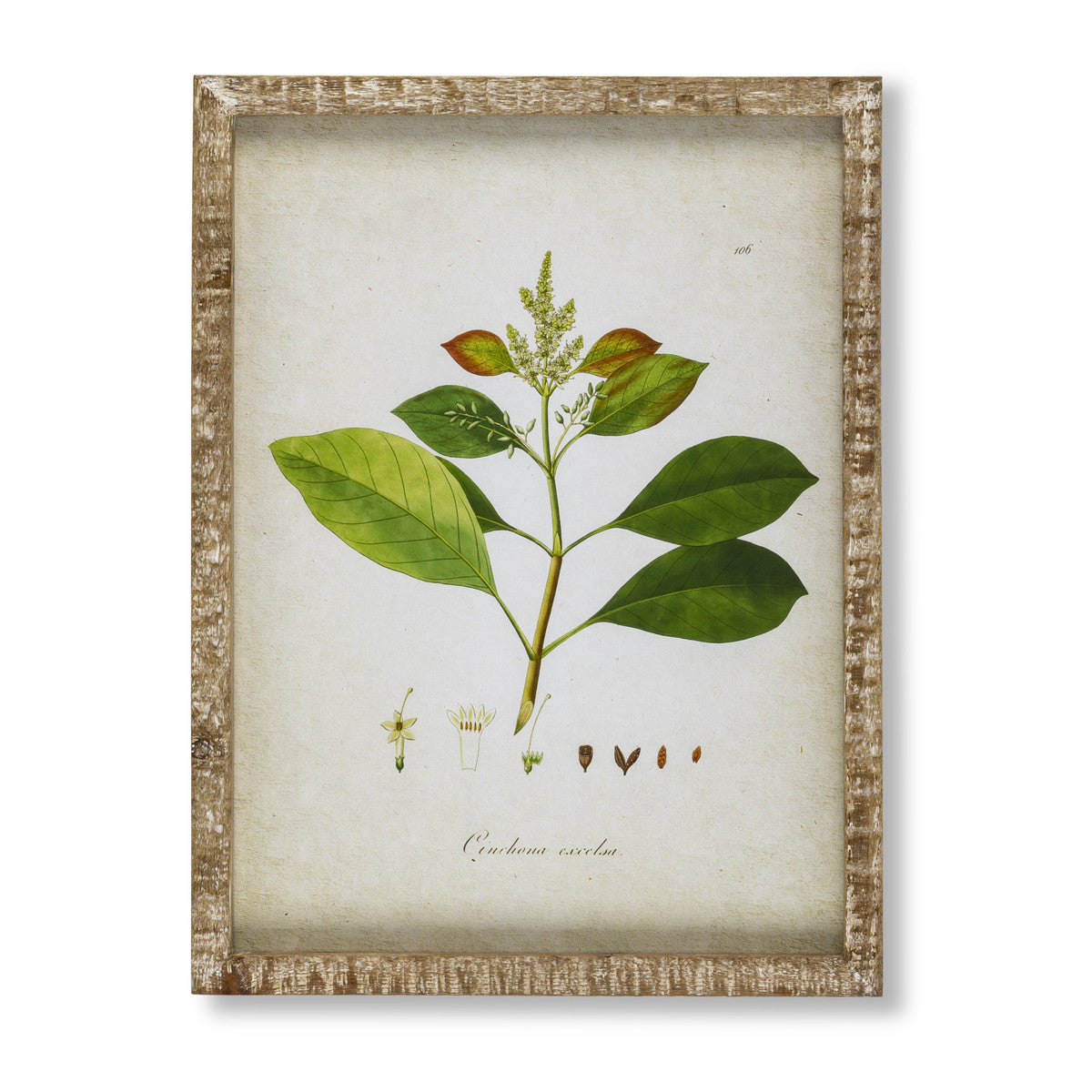 Garden Green Foliage Framed Botanical Prints, Set of 6