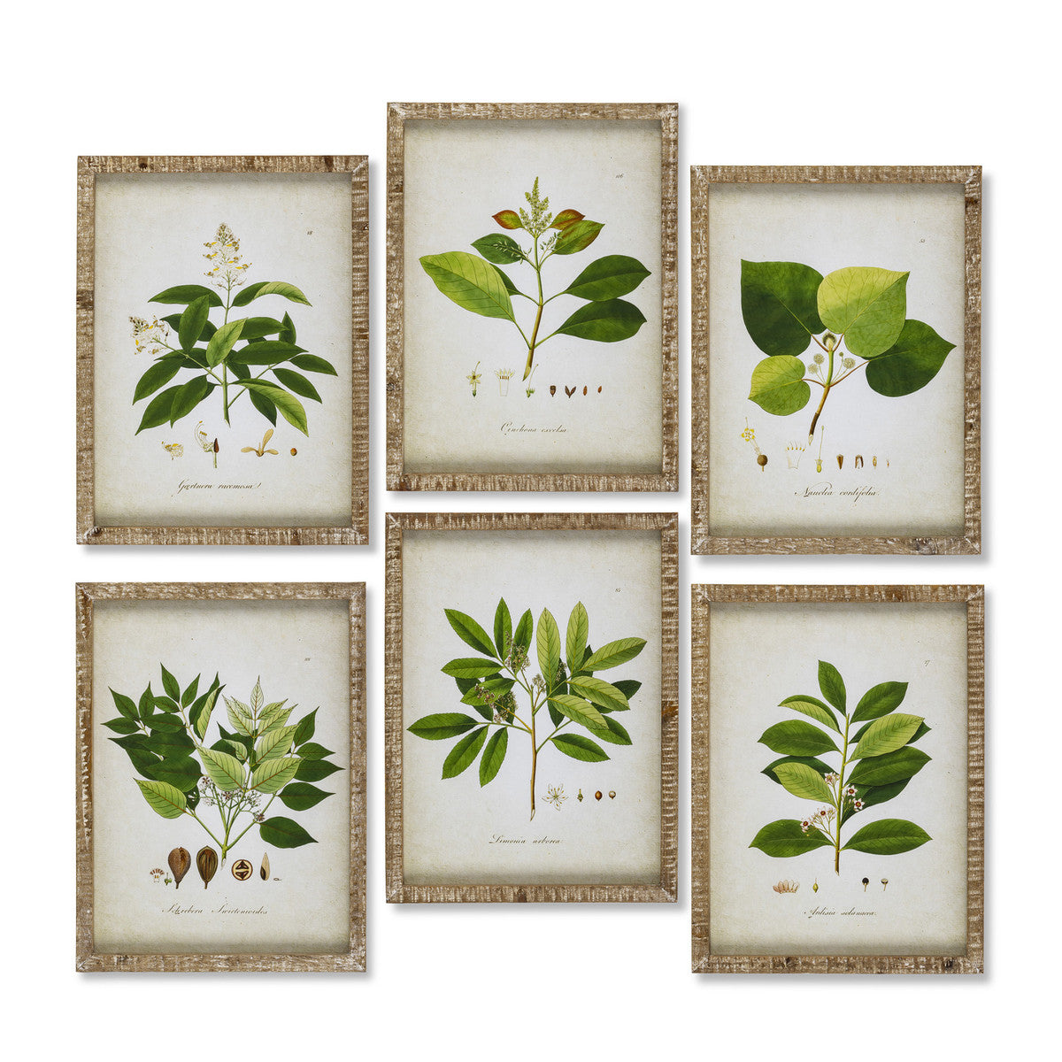 Garden Green Foliage Framed Botanical Prints, Set of 6