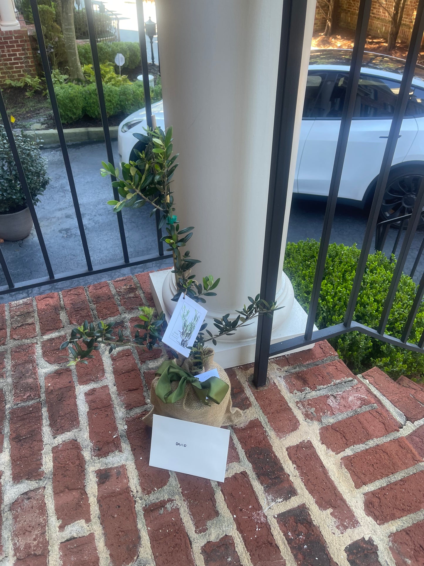 Olive tree delivery on a porch in Atlanta 