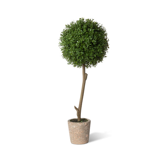Thyme Ball Topiary in Cement Pot