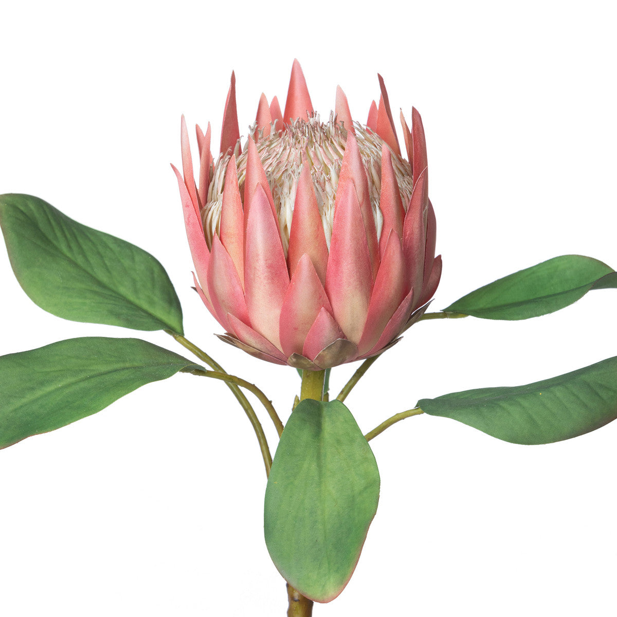 FAUX Protea Pink Stems, Box of 12