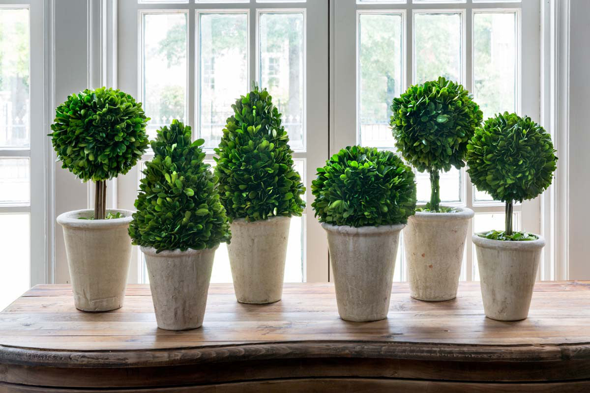 set of six green preserved boxwood topiaries  on wood table in front of window