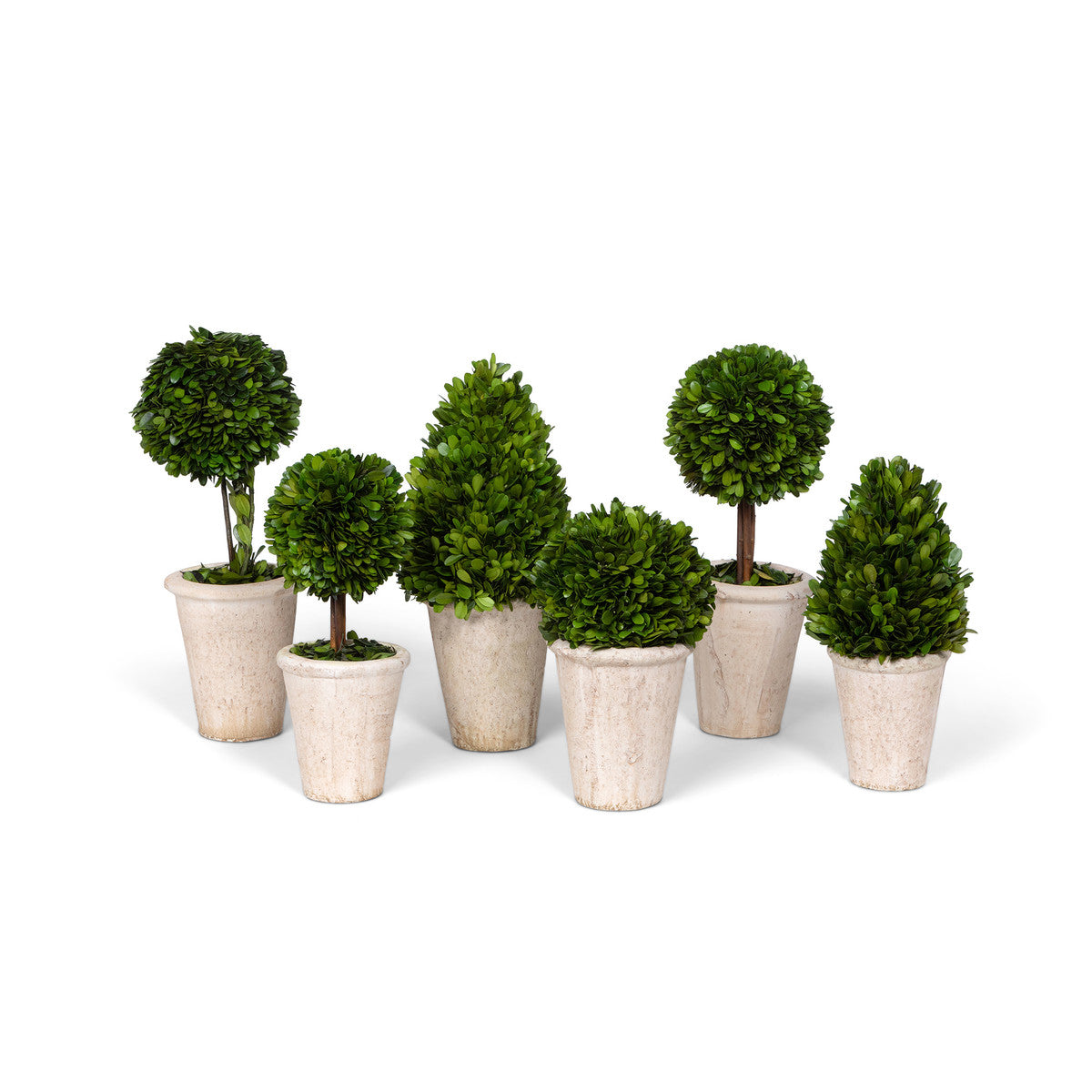 set of six green preserved boxwood topiaries  on white background