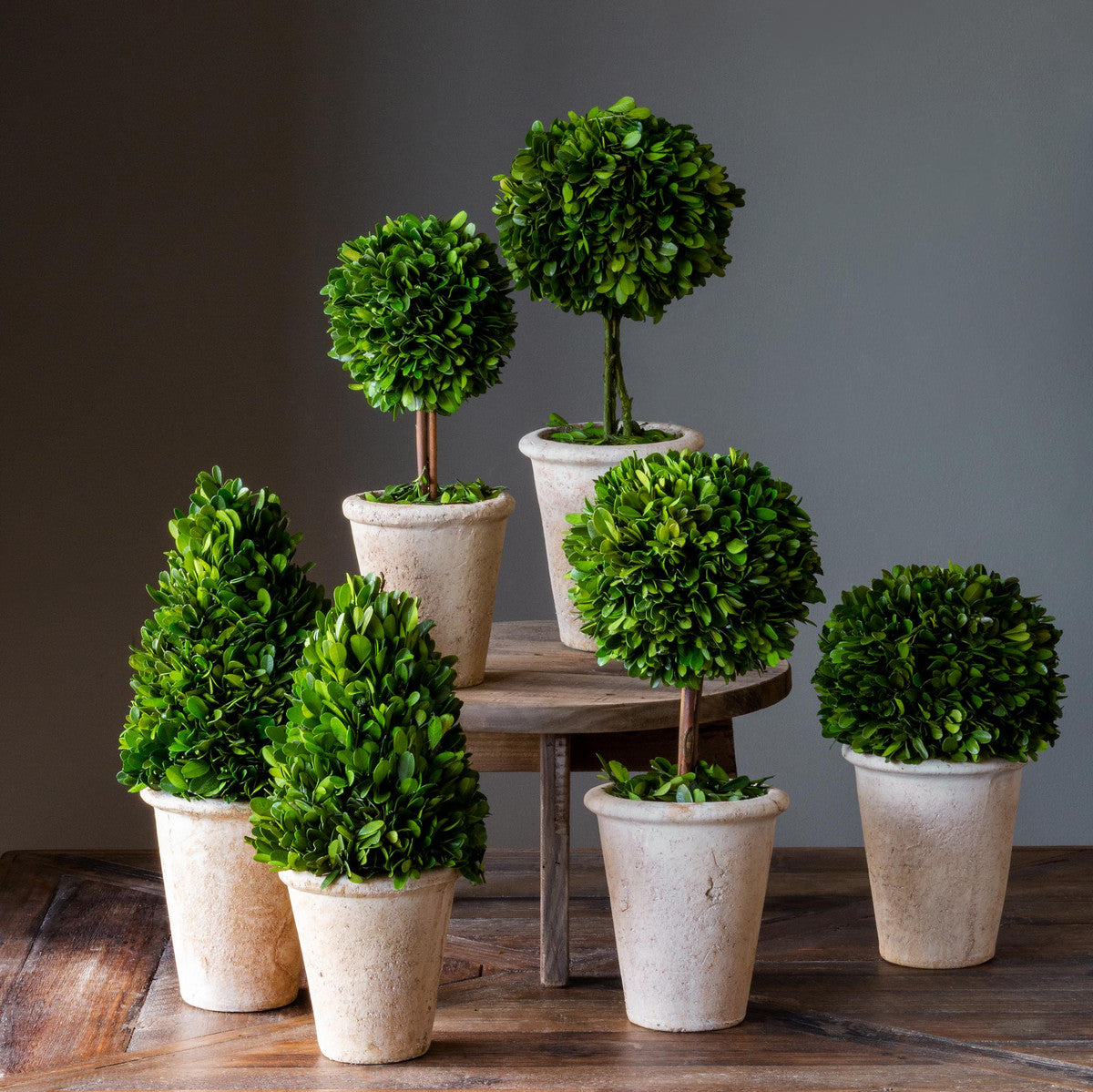set of six green preserved boxwood topiaries  on wood table