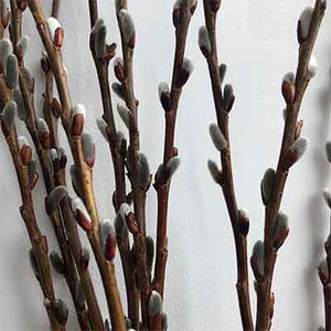 Japanese Pussy Willow Branches, 120 stems, 3-4'