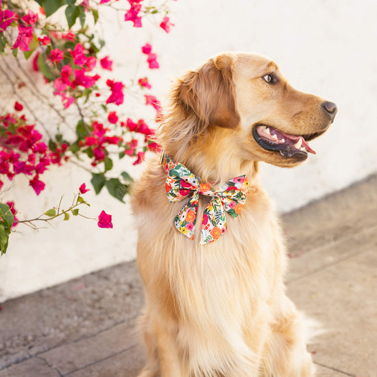 the foggy dog rifle paper fuchsia, periwinkle, green and yellow flower accessory on a golden retriever