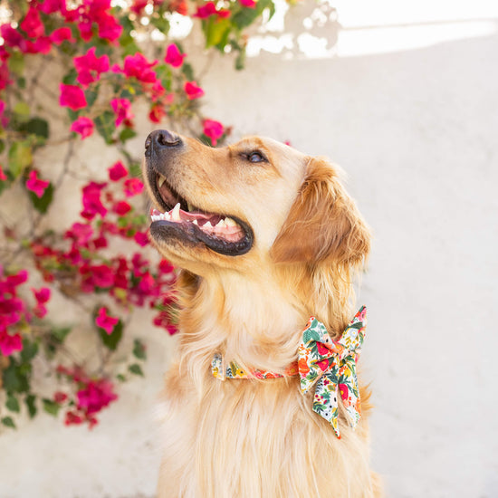 fuchsia, periwinkle, green and yellow flower dog bow accessory on a retriever in a garden 