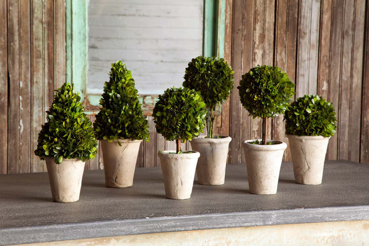 set of six green preserved boxwood topiaries  wood wall