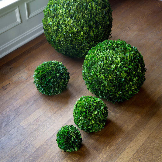 five green preserved boxwood balls in different sizes on a wood floor