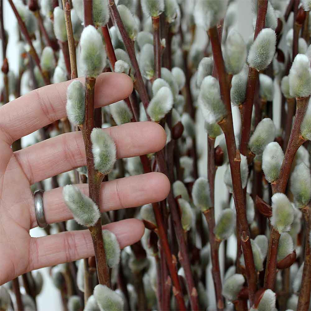 a hand holding a pussy willow branch bundle