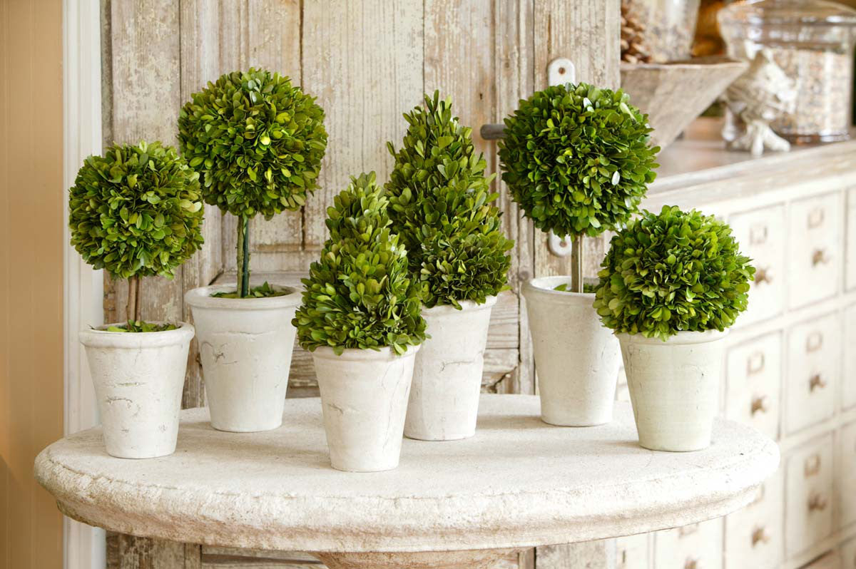 set of six green preserved boxwood topiaries  on modern farmhouse table
