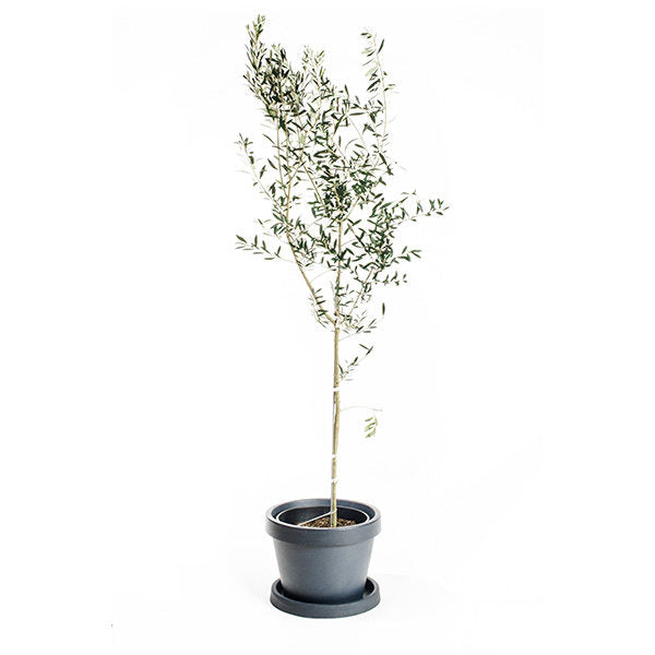 Arbequina Olive Tree in 5 Gallon Growers Pot