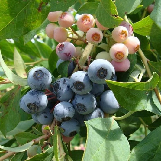 Brightwell Rabbiteye Blueberry (Vaccinium ashei), 3 Gallon Growers Pot