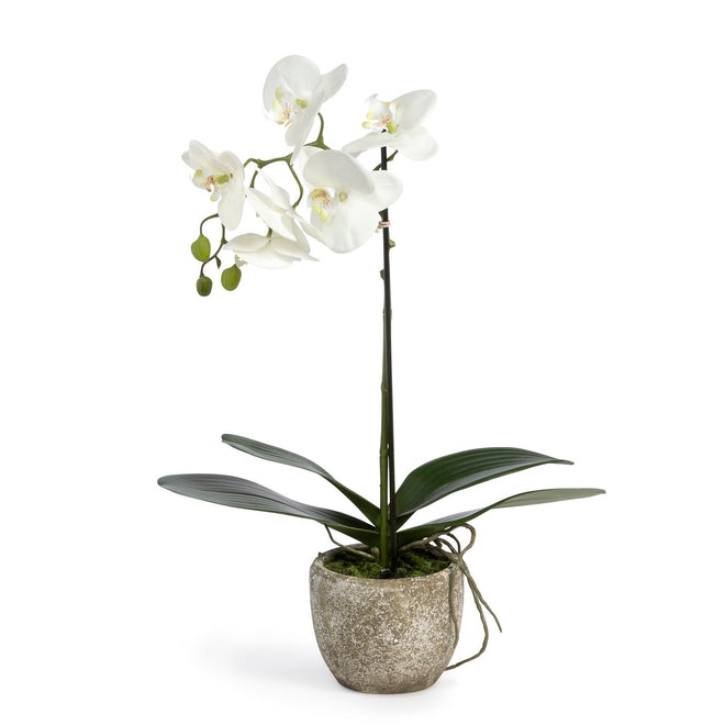 faux artificial white phalaenopsis orchid  in concrete pot  white background