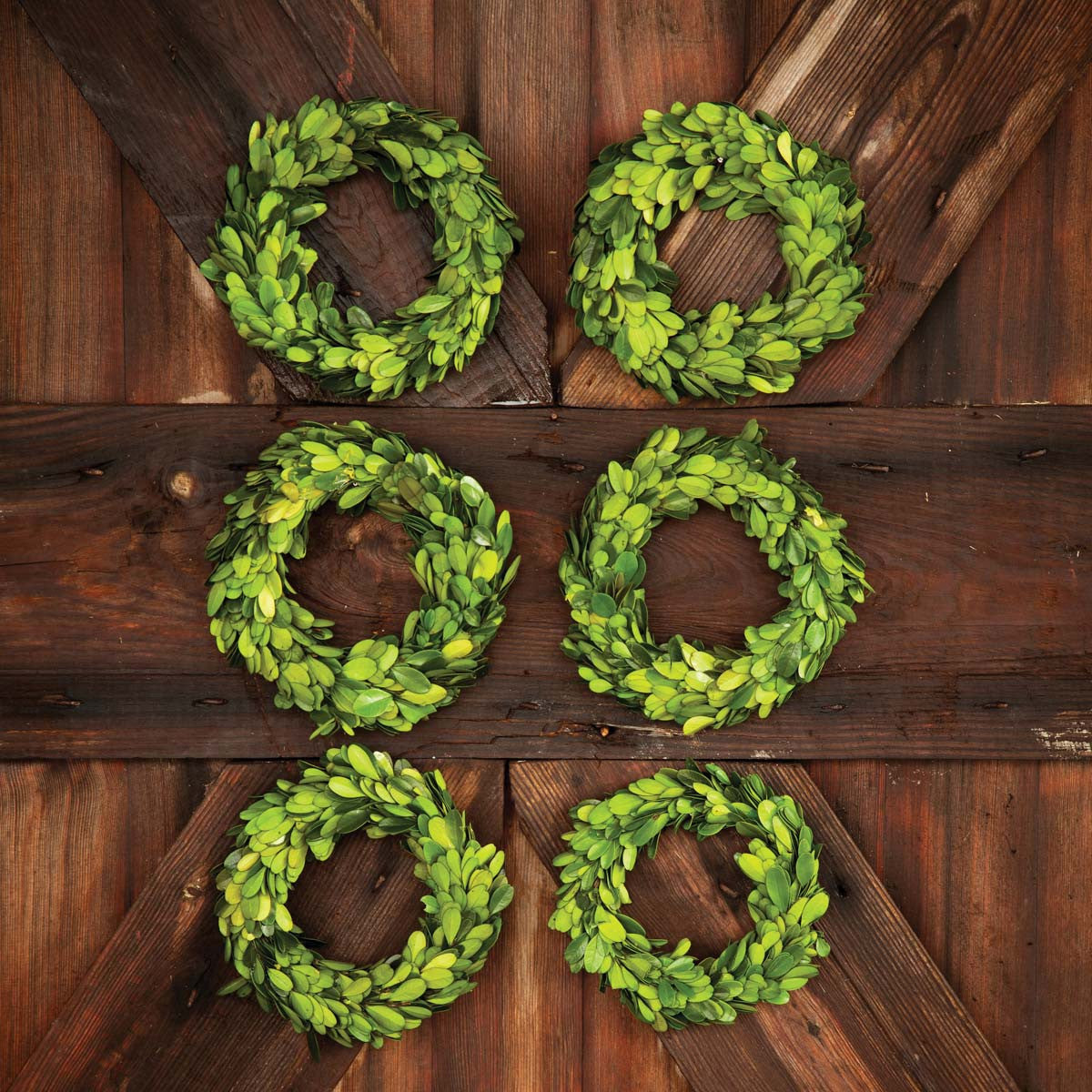 Mini Preserved Green Boxwood Wreaths, Set of 6