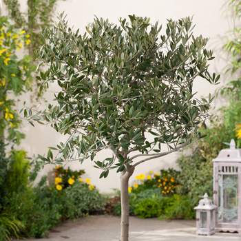 Arbequina Olive Tree in 5 Gallon Growers Pot