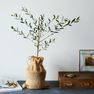 Seeds of Life Olive Tree
