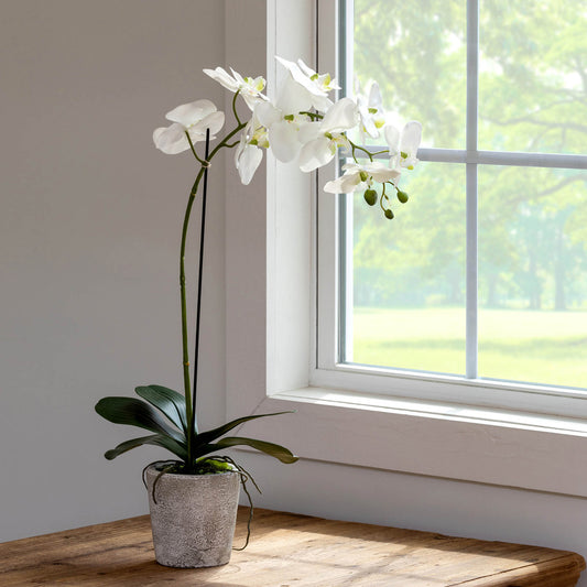 faux artificial white phalaenopsis orchid  in concrete pot  next to sunny window