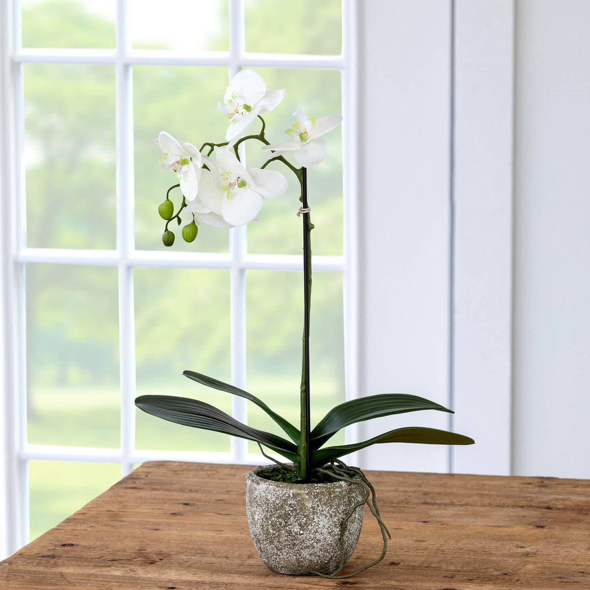 faux artificial white phalaenopsis orchid  in concrete pot  next to sunny window white wall