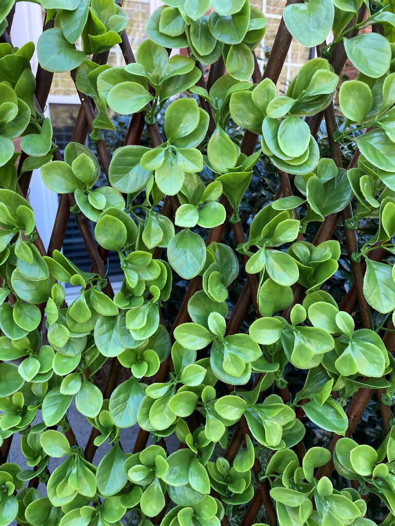 artificial faux close up shot of jade boxwood