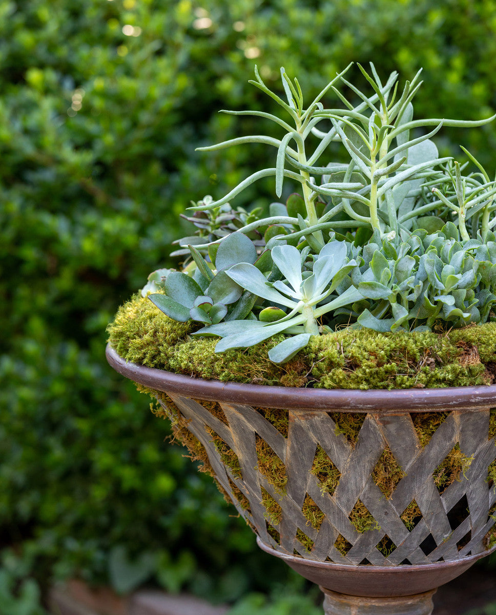 woven metal footed planter with green succulents and moss