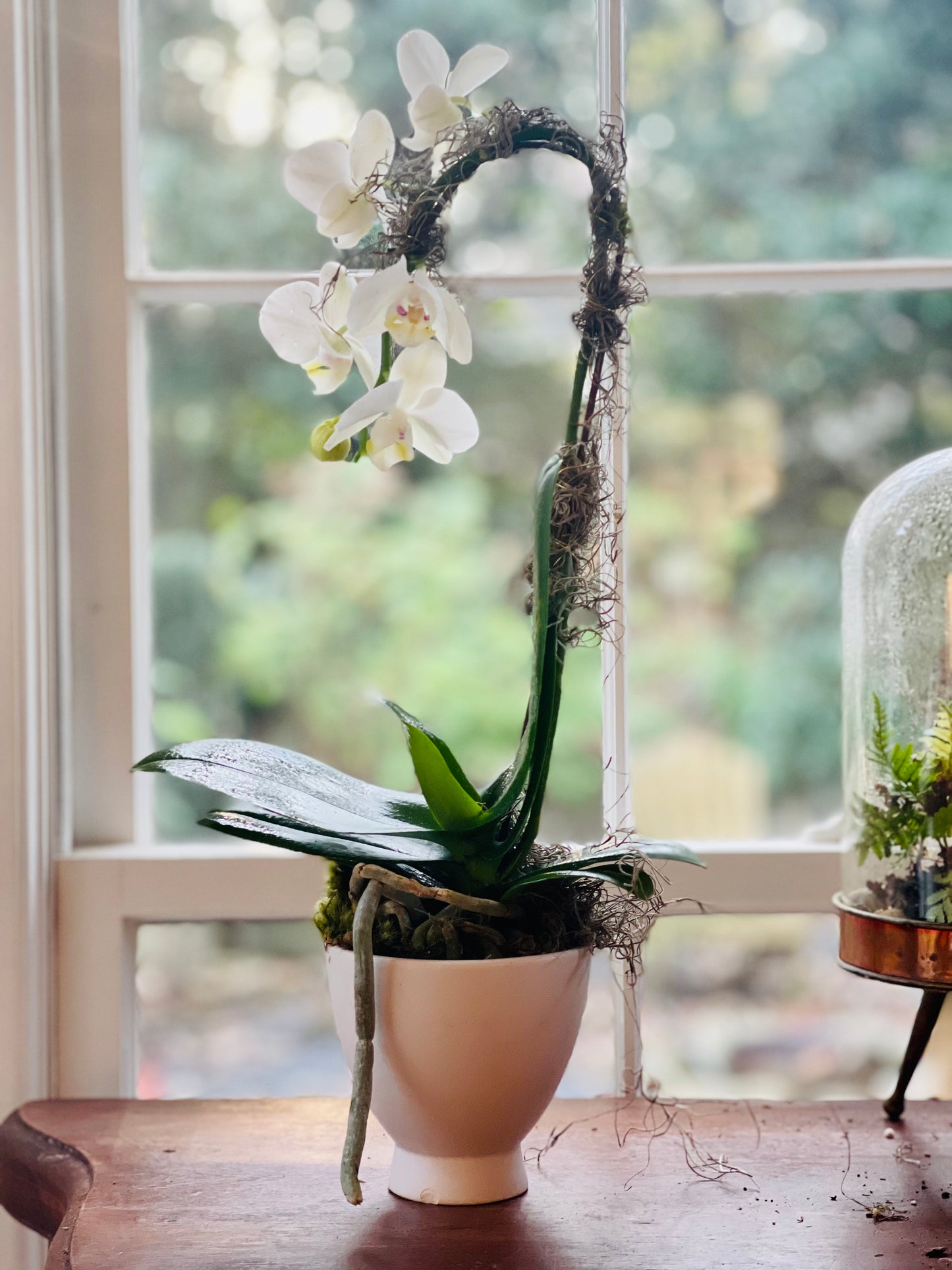 Small White Waterfall Orchid in White Pot