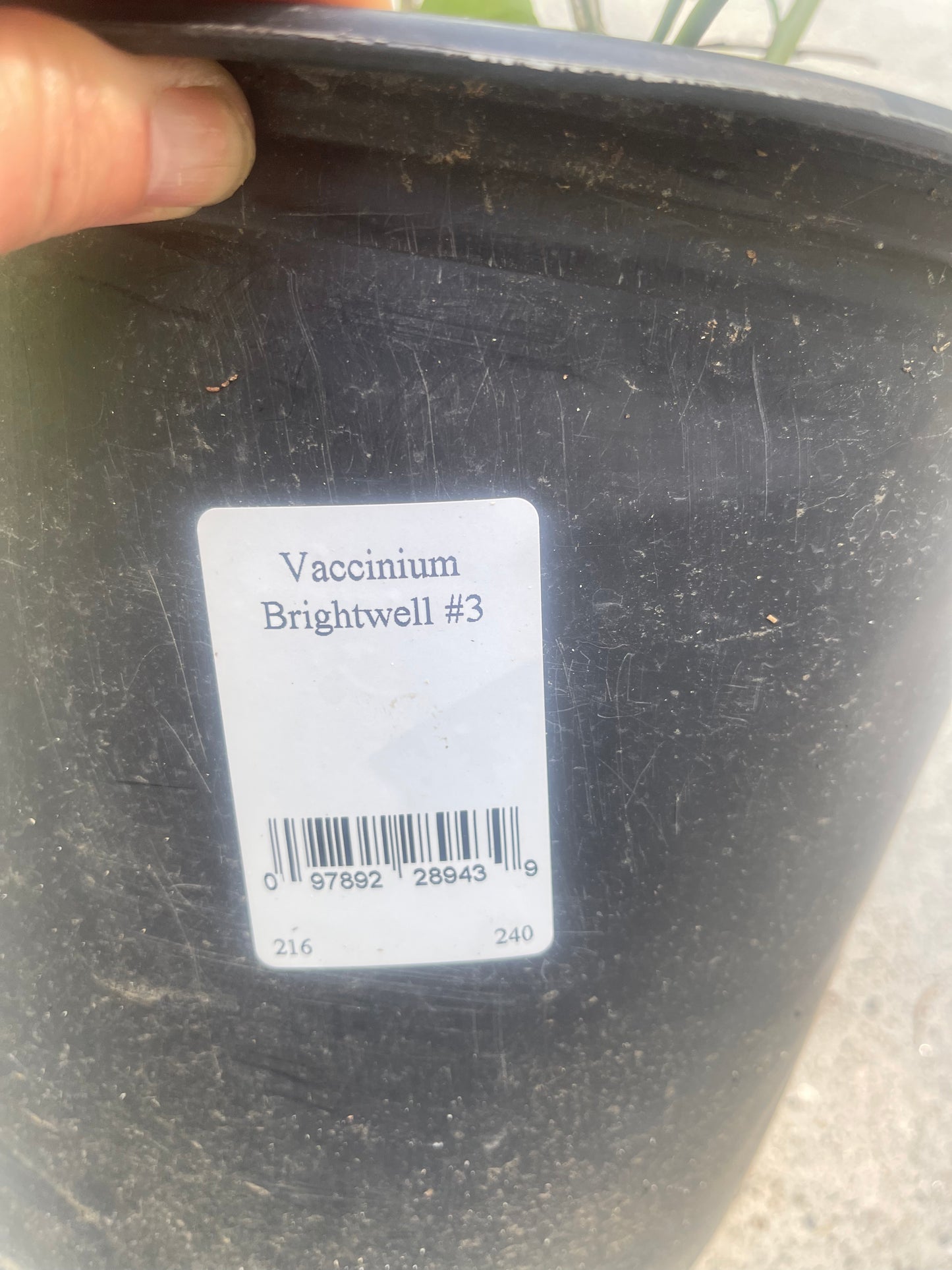 Brightwell Rabbiteye Blueberry (Vaccinium ashei), 3 Gallon Growers Pot