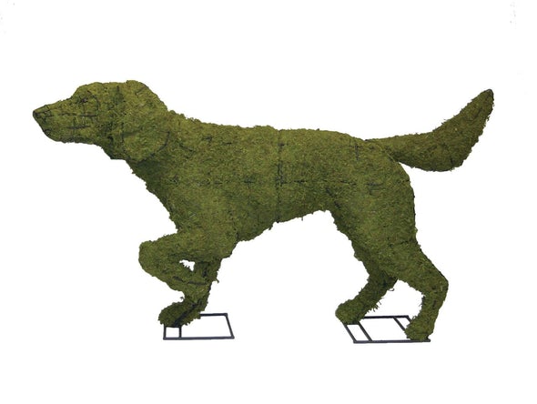 Topiary, Mossed Pointer Dog